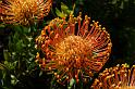 0193_leucospermum_cordifolium--pincushion_proteaceae